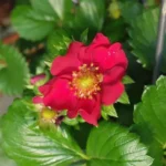 Клубника (земляника садовая) Руби Эн "Ruby Ann" 3л