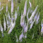 Вероника длиннолистная Браун Тон d12