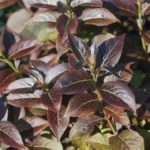 Вейгела цветущая Танго "Tango" 1,5-2л