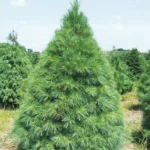 Сосна Веймутова d9-10