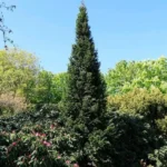 Пихта белая Пирамидалис d26