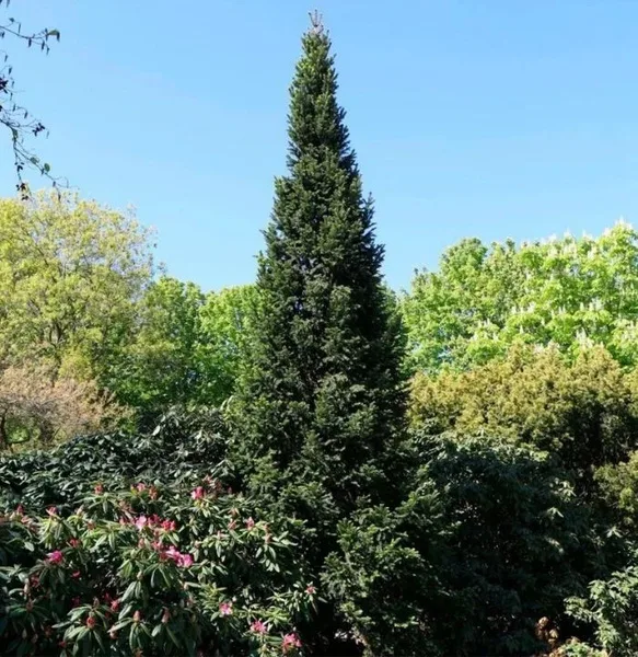 i Пихта белая Пирамидалис d26 — изображение 1