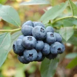 Голубика высокорослая Дюк d17