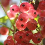 Смородина красная Голландская розовая 3,5л