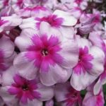 Флокс метельчатый Старый маяк d9-10