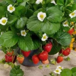 Клубника (земляника садовая) Фризан "Frizan" 3л