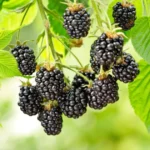 Ежевика Оуачита "Ouachita" d12