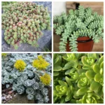 Седум (Очиток) микс, смесь окрасок d9