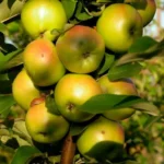 Яблоня колоновидная Янтарное Ожерелье 4-5л