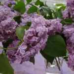 Сирень Оля "Olya" d9-10