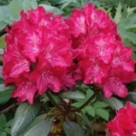 Рододендрон Казимир Вилки "Kazimierz Wielk" 2л