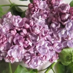 Сирень Катюша "Katyusha" 3л