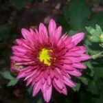 Хризантема корейская Виталина d12