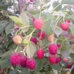 Малина Имара "Imara" 2л — изображение 3