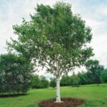 Береза обыкновенная  3,5л