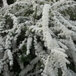 Спирея серая Грефшейм 5л