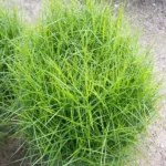 Осока Литл Мидж d12