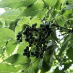 Бархат амурский 5л