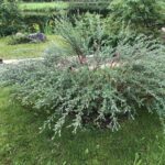 Ива пурпурная Маяк (Фейерверк)  d17