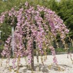 Яблоня декоративная Чилс Випинг ШТАМБ ОКС (п)