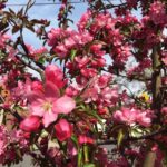 Яблоня декоративная Ред Обелиск ОКС (п)