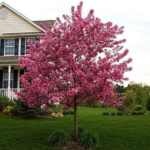 Яблоня декоративная Роялти ОКС (п)