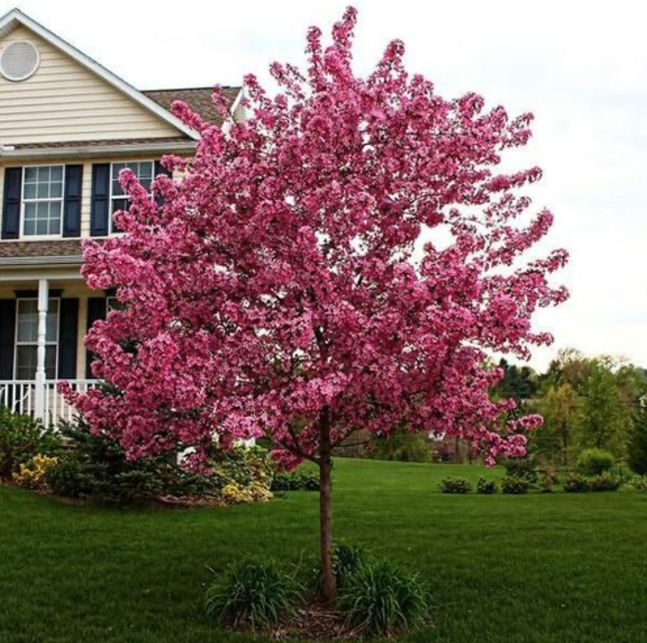 Яблоня декоративная Роялти Яблоня декоративная Роялти ОКС (п) — изображение 1