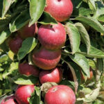 Яблоня колоновидная Орловская Есения ОКС (п)