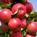 Яблоня колоновидная Поэзия ОКС (п)