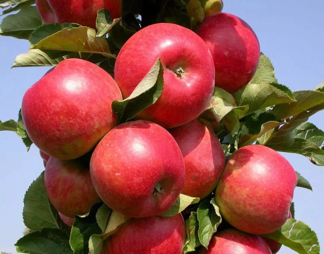 Яблоня колоновидная Поэзия Яблоня колоновидная Поэзия ОКС (п) — изображение 1