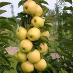 Яблоня колоновидная Президент ОКС (п)