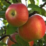 Яблоня колоновидная Приокское ОКС (п)