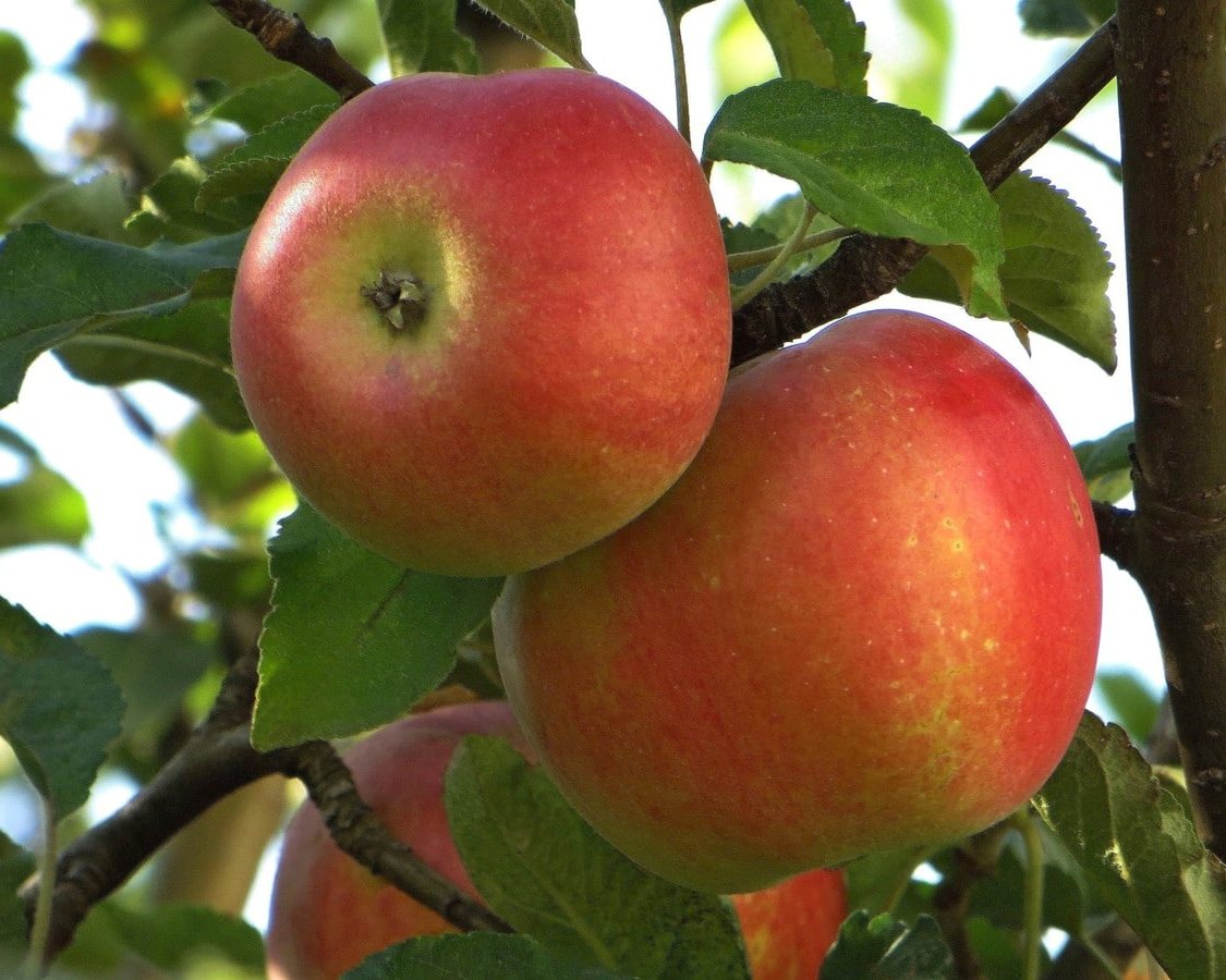 Яблоня колоновидная Приокское Яблоня колоновидная Приокское ОКС (п) — изображение 1