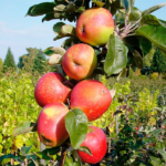 Яблоня колоновидная Созвездие ОКС (п)