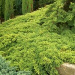 Можжевельник лежачий Нана d9-10