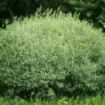 Ива пурпурная На-На 6л