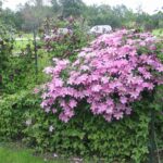 Клематис крупноцветковый Комтес де Бушо d15