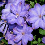 Клематис крупноцветковый Миссис Чолмондели d15