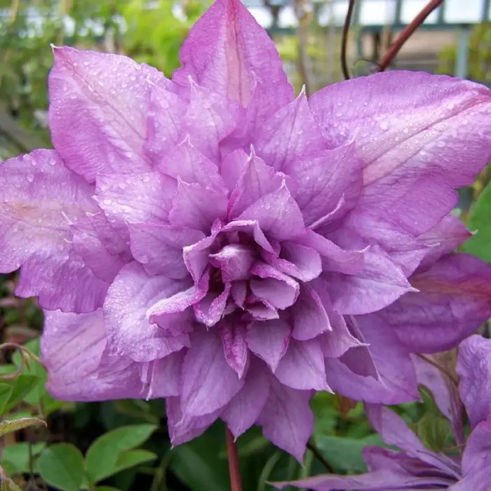 Клематис крупноцветковый Протеус Клематис крупноцветковый Протеус "Proteus" d15 — изображение 1