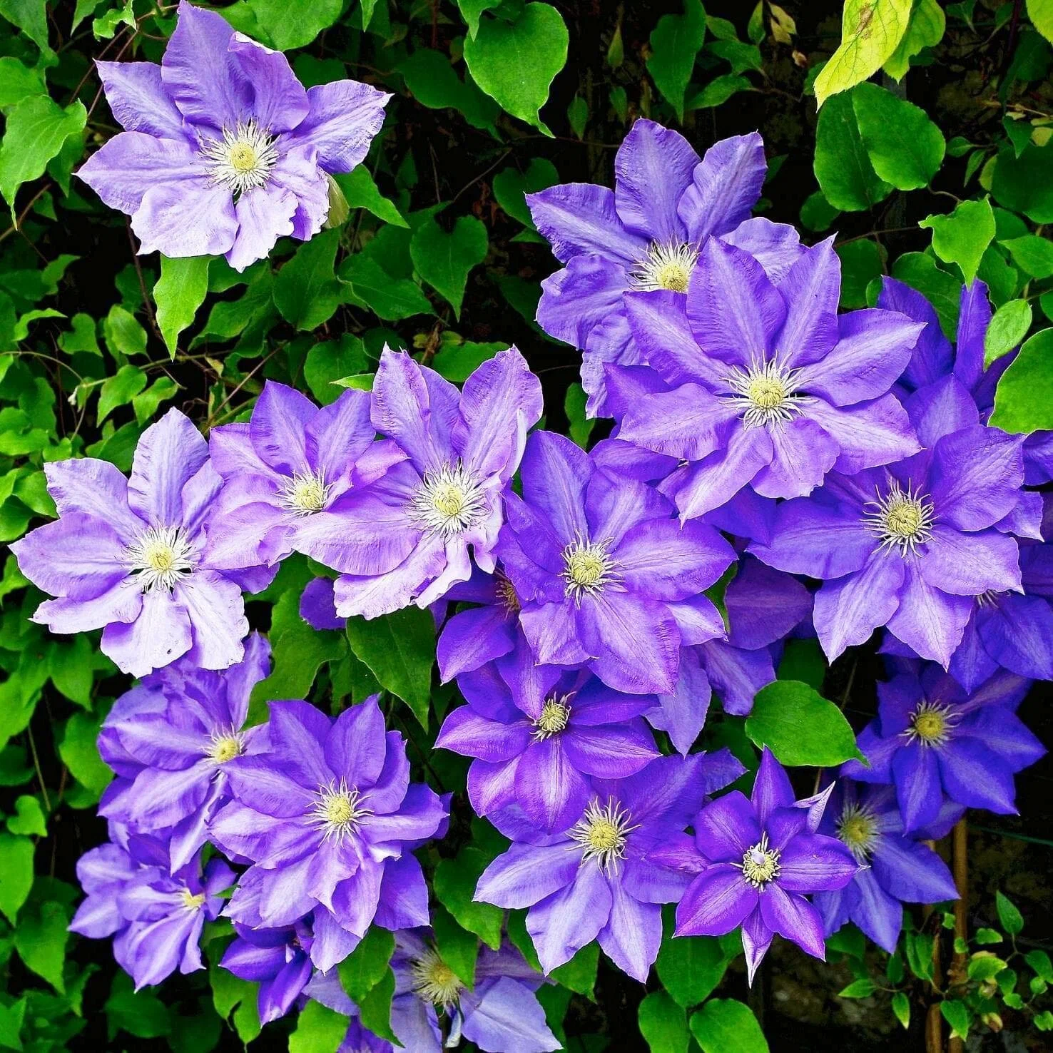 Клематис крупноцветковый Сизая Птица Клематис крупноцветковый Сизая Птица d15 — изображение 1