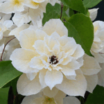 Клематис махровый Фёст Лайт d15