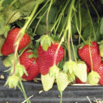 Клубника (земляника садовая) Роксана ОКС (п)