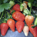 Клубника (земляника садовая) Альба ОКС (п)