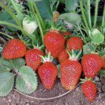 Клубника (земляника садовая) Клери ОКС (п)