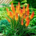 Книпхофия (Книфофия) микс d12