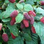 Ежемалина (ежевика, малина) Логанберри "Loganberry" d9-10