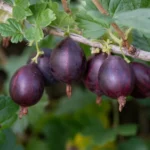 Крыжовник Грушенька ОКС (п)