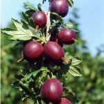 Крыжовник Сливовый 3л