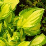 Хоста Лэйксайд Банана Бэй d17