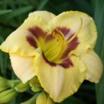 Лилейник Кустард Кэнди d17